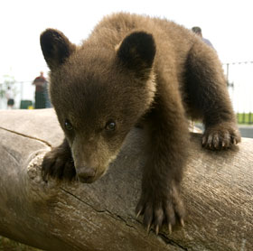 Bear Country Cub